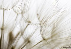 Fototapeta papr 184 x 128, 180759298 - Dandelion seed closeup