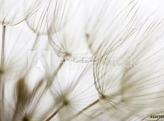 Fototapeta pltno 330 x 244, 180759298 - Dandelion seed closeup