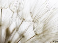 Fototapeta papr 360 x 266, 180759298 - Dandelion seed closeup - Pampelika semena closeup