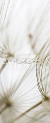 Samolepka na dvee flie 90 x 220, 180759298 - Dandelion seed closeup