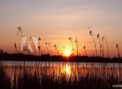 Fototapeta vliesov 100 x 73, 18109096 - Abendhimmel im Schilf