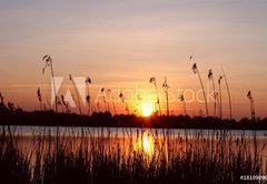 Fototapeta vliesov 145 x 100, 18109096 - Abendhimmel im Schilf