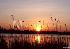 Fototapeta papr 184 x 128, 18109096 - Abendhimmel im Schilf