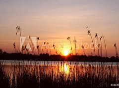 Fototapeta270 x 200  Abendhimmel im Schilf, 270 x 200 cm