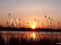 Fototapeta papr 360 x 266, 18109096 - Abendhimmel im Schilf