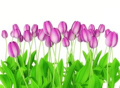 Samolepka flie 100 x 73  tulips, 100 x 73 cm
