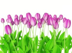 Fototapeta360 x 266  tulips, 360 x 266 cm