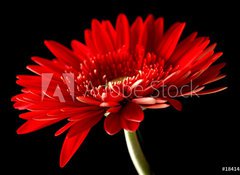 Samolepka flie 100 x 73, 18414597 - Red daisy-gerbera on black background. - erven sedmikrska