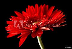 Fototapeta vliesov 145 x 100, 18414597 - Red daisy-gerbera on black background.