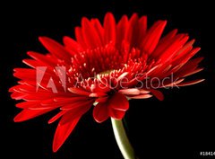 Fototapeta papír 360 x 266, 18414597 - Red daisy-gerbera on black background. - Červená sedmikráska