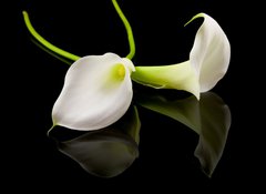 Samolepka flie 100 x 73, 18443923 - beautiful white Calla lilly over black background