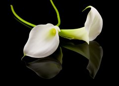 Fototapeta papr 254 x 184, 18443923 - beautiful white Calla lilly over black background