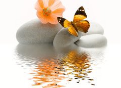 Fototapeta pltno 240 x 174, 18479744 - Papillon galet
