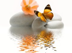 Fototapeta pltno 330 x 244, 18479744 - Papillon galet