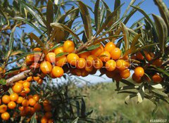 Samolepka flie 100 x 73, 18588117 - Reife Sanddornbeeren im Sonnenschein