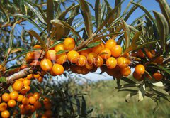 Fototapeta pltno 174 x 120, 18588117 - Reife Sanddornbeeren im Sonnenschein