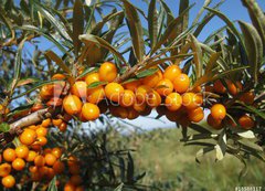 Samolepka flie 200 x 144, 18588117 - Reife Sanddornbeeren im Sonnenschein - Zral bobule rakytnku na slunci
