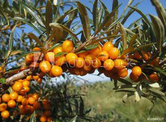 Fototapeta pltno 330 x 244, 18588117 - Reife Sanddornbeeren im Sonnenschein