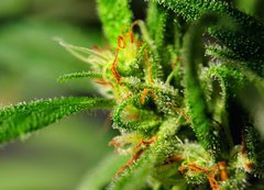 Samolepka flie 200 x 144, 18646563 - Marijuana - Marihuana