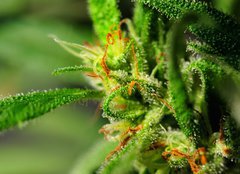 Fototapeta pltno 240 x 174, 18646563 - Marijuana - Marihuana