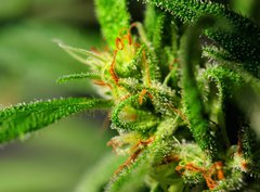 Fototapeta pltno 330 x 244, 18646563 - Marijuana