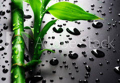 Samolepka flie 145 x 100, 18901252 - Bamboo