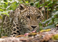 Fototapeta100 x 73  Persian Leopard, 100 x 73 cm