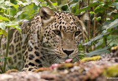 Samolepka flie 145 x 100  Persian Leopard, 145 x 100 cm