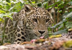 Fototapeta184 x 128  Persian Leopard, 184 x 128 cm