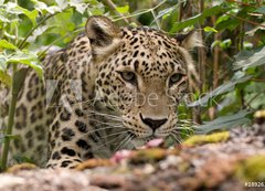 Fototapeta200 x 144  Persian Leopard, 200 x 144 cm