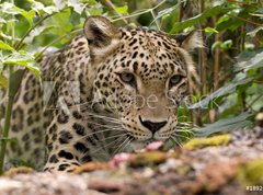 Samolepka flie 270 x 200  Persian Leopard, 270 x 200 cm