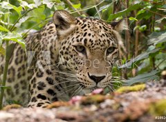 Fototapeta papr 360 x 266, 18926181 - Persian Leopard