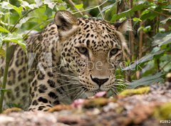 Fototapeta papr 360 x 266, 18926181 - Persian Leopard - Persk leopard