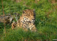 Samolepka flie 100 x 73, 19063802 - Leopard