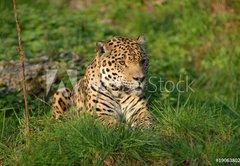 Fototapeta vliesov 145 x 100, 19063802 - Leopard