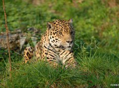 Fototapeta vliesov 270 x 200, 19063802 - Leopard