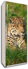 Samolepka na lednici flie 80 x 200, 19063802 - Leopard