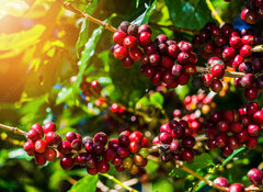 Samolepka flie 100 x 73, 191206750 - 100% Organic Arabica Coffee Beans On Tree In CHIANG RAI, North of Thailand.
