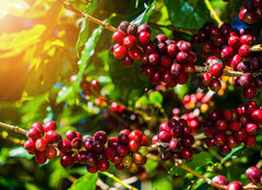 Fototapeta plátno 160 x 116, 191206750 - 100% Organic Arabica Coffee Beans On Tree In CHIANG RAI, North of Thailand.
