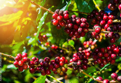 Fototapeta pltno 174 x 120, 191206750 - 100% Organic Arabica Coffee Beans On Tree In CHIANG RAI, North of Thailand.