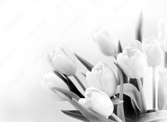 Samolepka flie 100 x 73, 191478051 - White tulips on white background bw