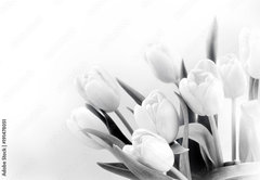 Samolepka fólie 145 x 100, 191478051 - White tulips on white background bw