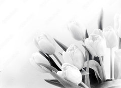 Fototapeta160 x 116  White tulips on white background bw, 160 x 116 cm