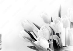 Fototapeta184 x 128  White tulips on white background bw, 184 x 128 cm