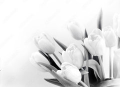 Fototapeta254 x 184  White tulips on white background bw, 254 x 184 cm