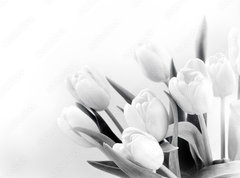Samolepka flie 270 x 200  White tulips on white background bw, 270 x 200 cm