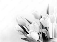 Fototapeta360 x 266  White tulips on white background bw, 360 x 266 cm