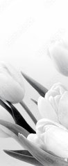 Samolepka na dvee flie 90 x 220  White tulips on white background bw, 90 x 220 cm