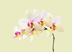 Fototapeta vliesov 100 x 73, 19217981 - Orchide