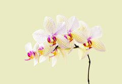 Fototapeta174 x 120  Orchide, 174 x 120 cm